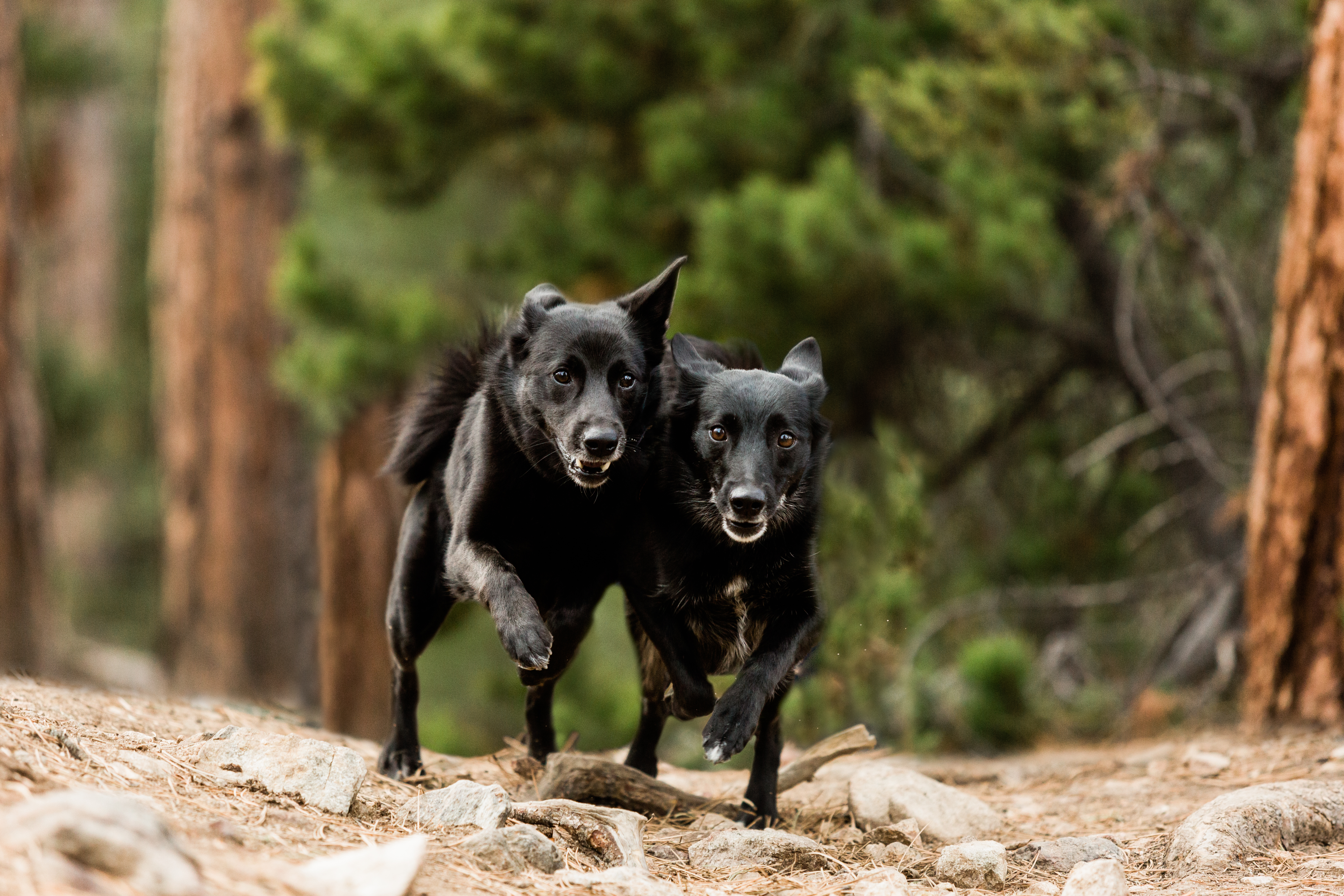 Two black Buhunds chasing prey in a pine forest. Copyright 2019 Allison Mae Photography