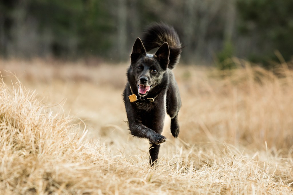 Image shows Sirius, a happy black Norwegian Buhund frolicking in golden Autumn grass.