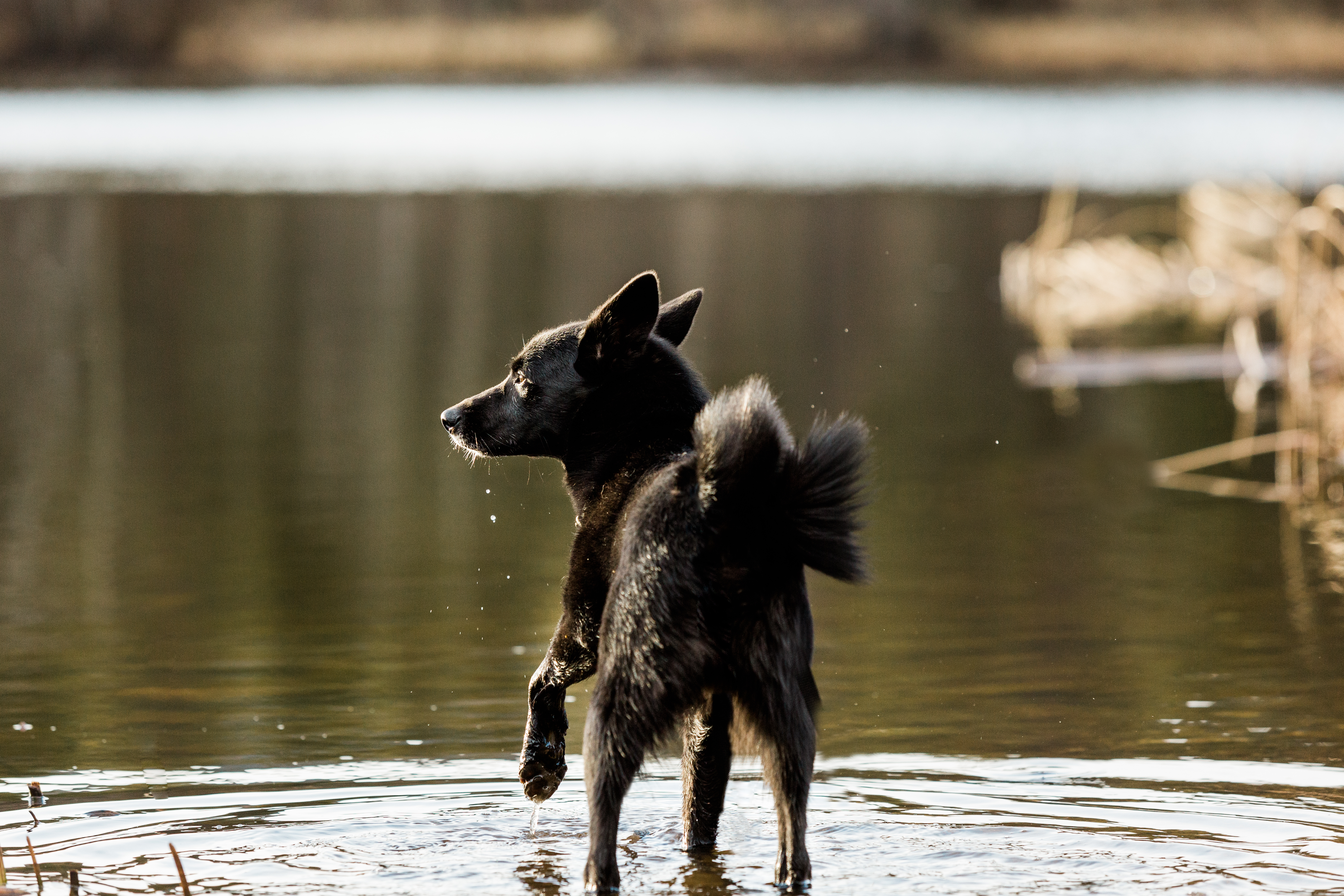 Black male buhund puppy standing in shallow water. Copyright Allison Mae Photography