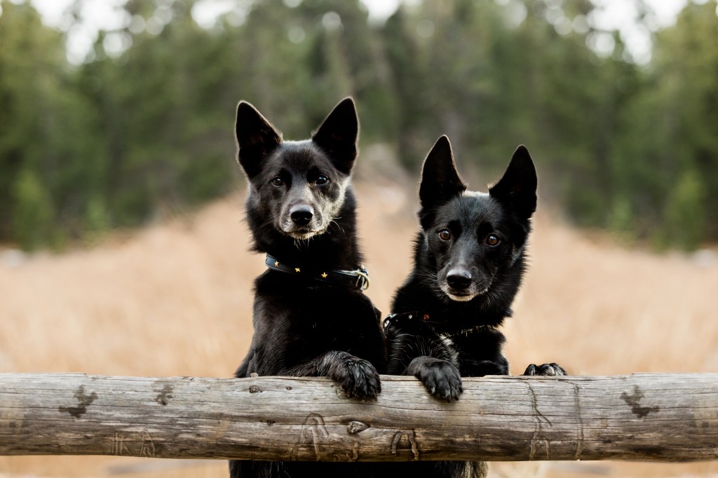 Two black Buhunds standing on their hind legs looking over a wood-rail fence. Copyright 2019 Allison Mae Photography